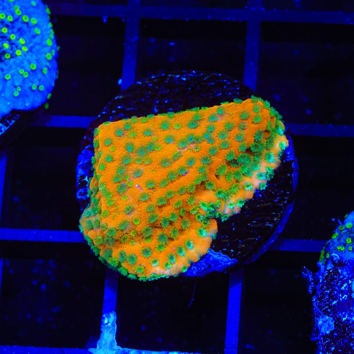 JF Sweet Tooth Montipora Coral