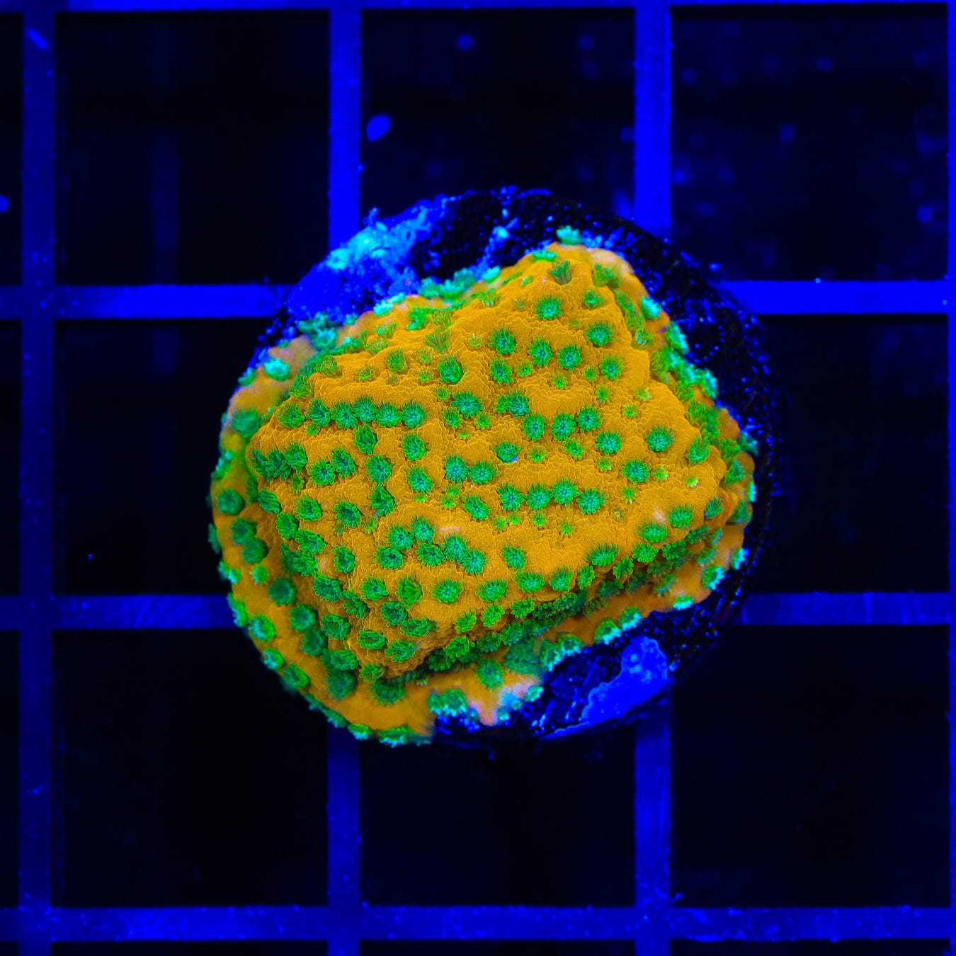 JF Sweet Tooth Montipora Coral