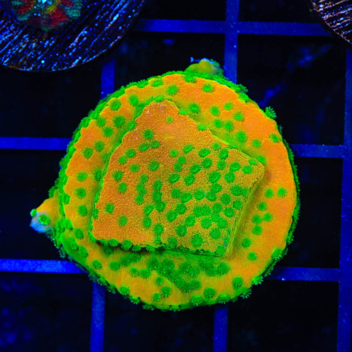 JF Sweet Tooth Montipora Coral
