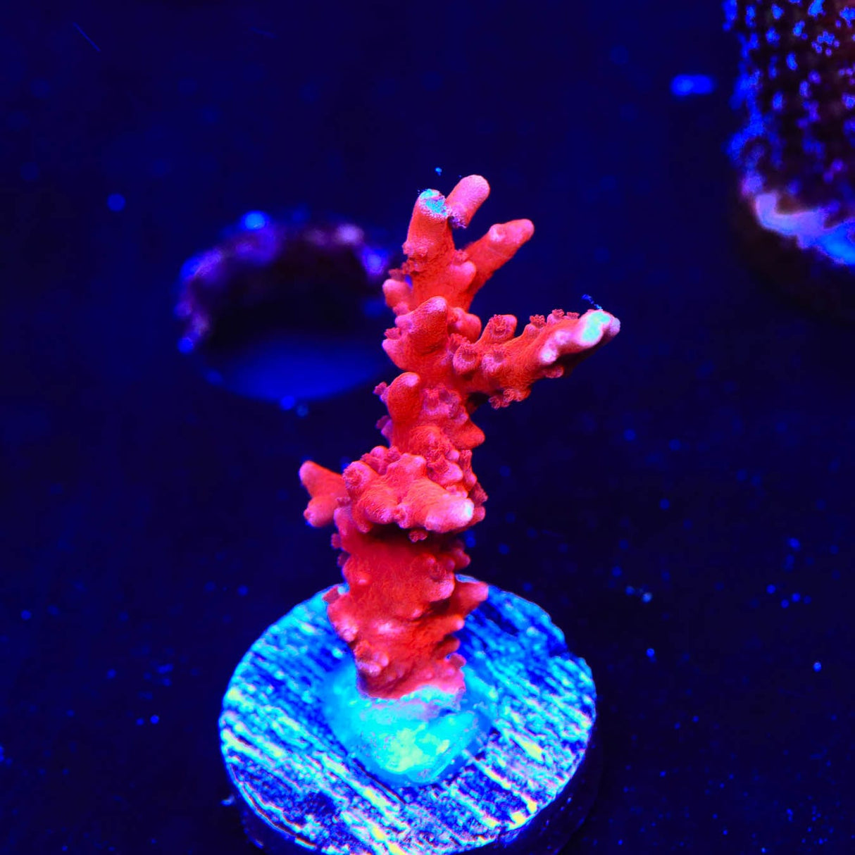 JF TNT Anacropora Coral