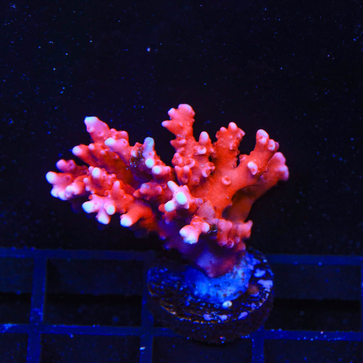 JF TNT Anacropora Coral