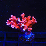 JF TNT Anacropora Coral