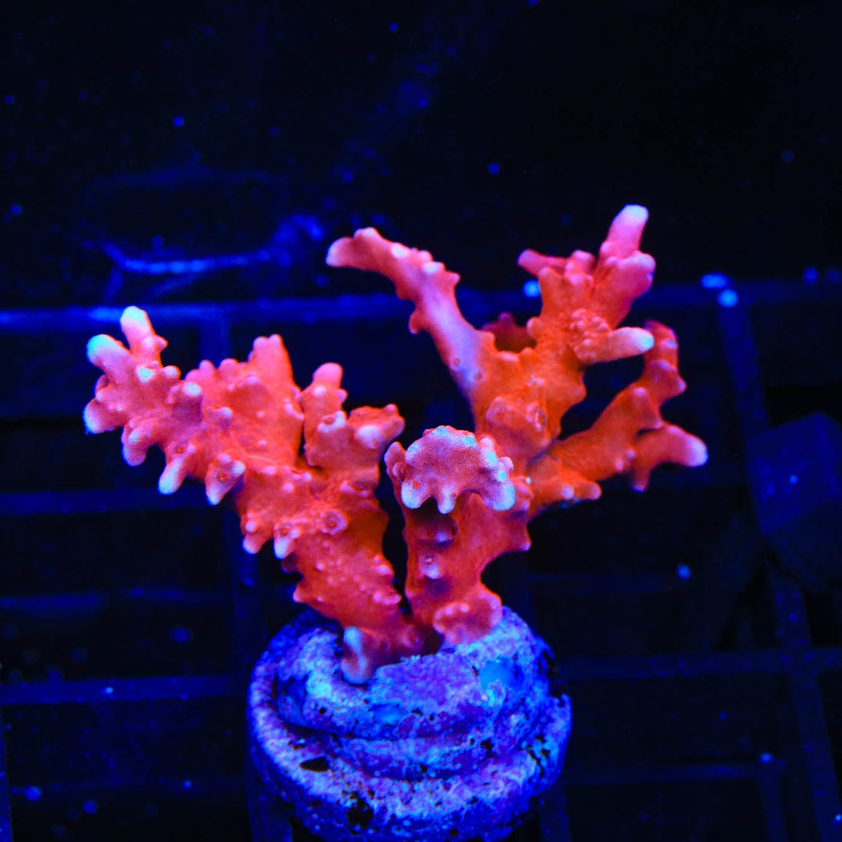JF TNT Anacropora Coral