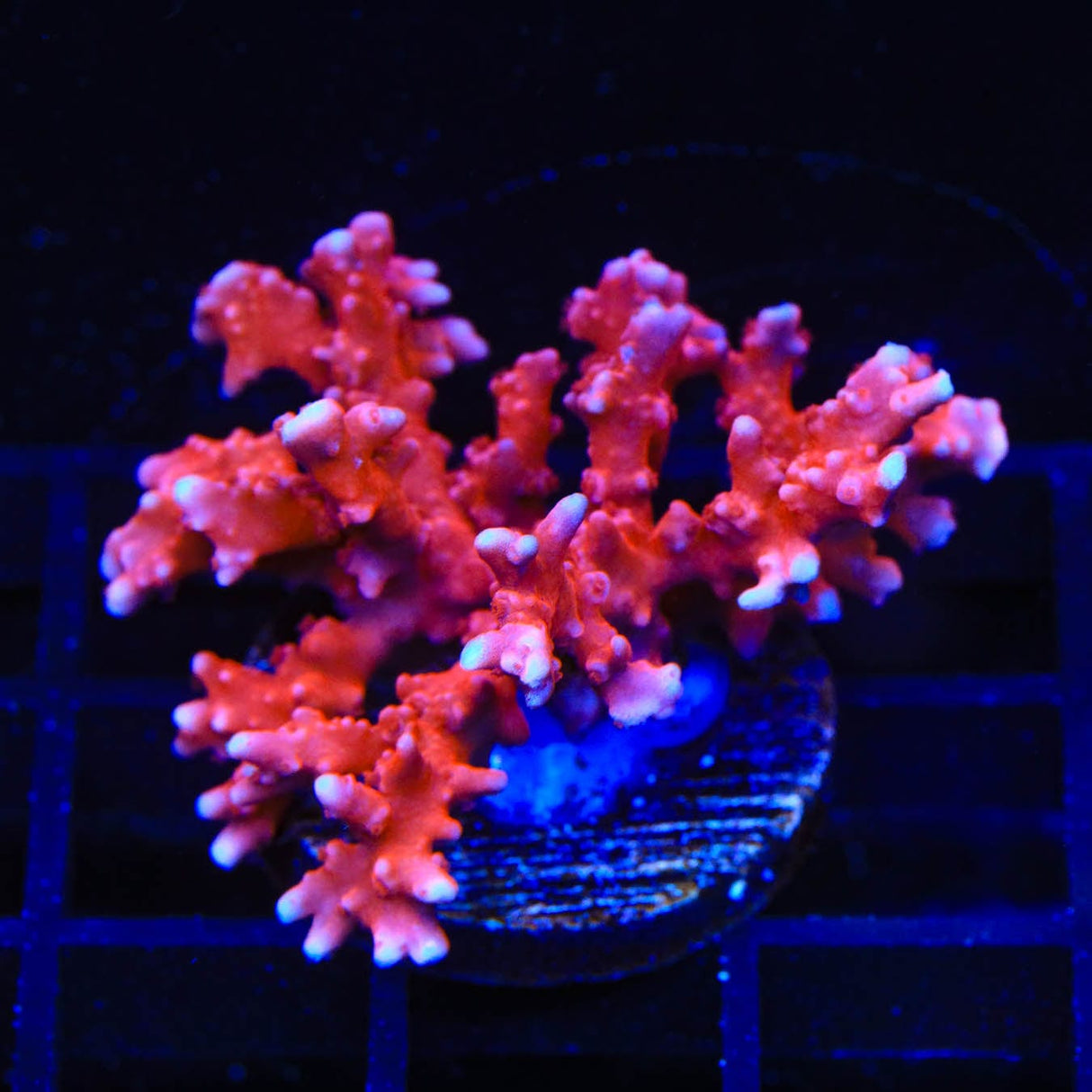 JF TNT Anacropora Coral