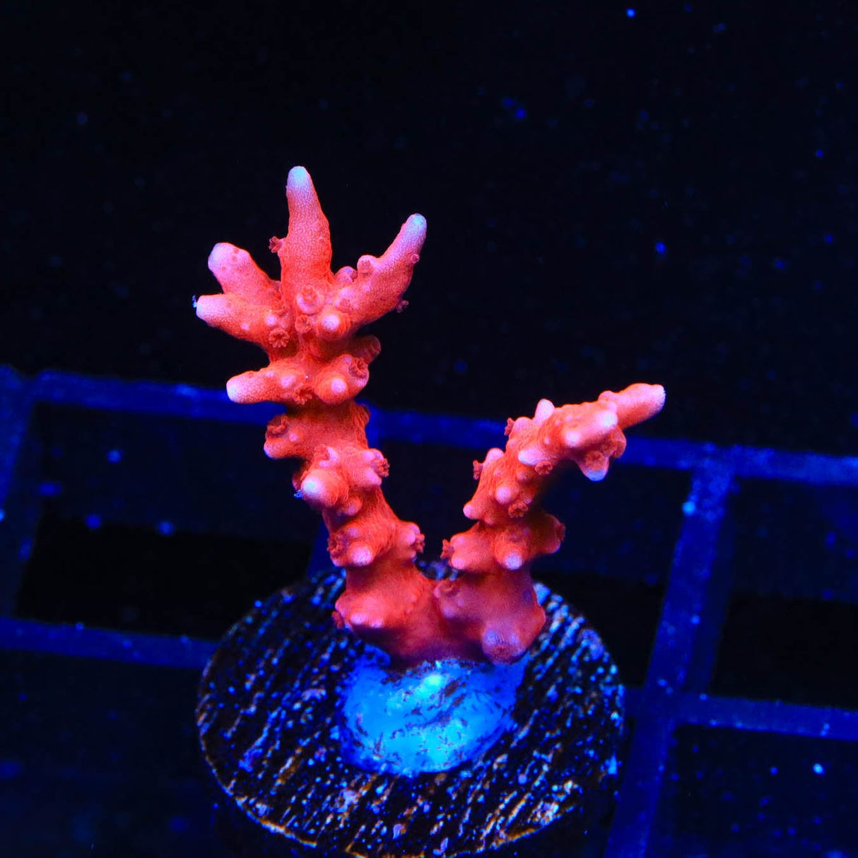 JF TNT Anacropora Coral
