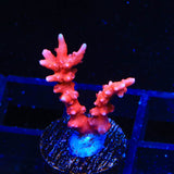 JF TNT Anacropora Coral