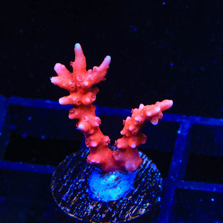 JF TNT Anacropora Coral