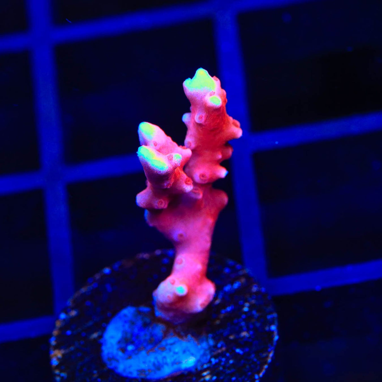 JF TNT Anacropora Coral
