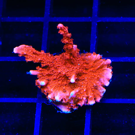 JF TNT Anacropora Coral