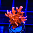 JF TNT Anacropora Coral