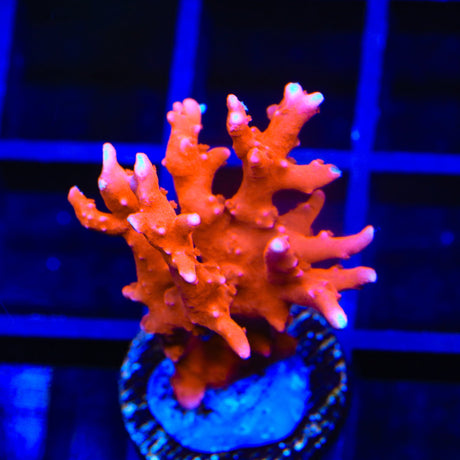 JF TNT Anacropora Coral