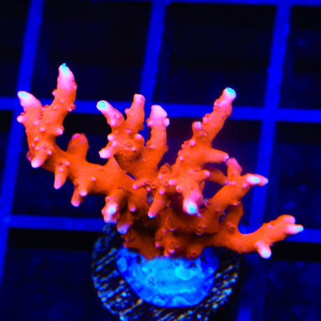 JF TNT Anacropora Coral