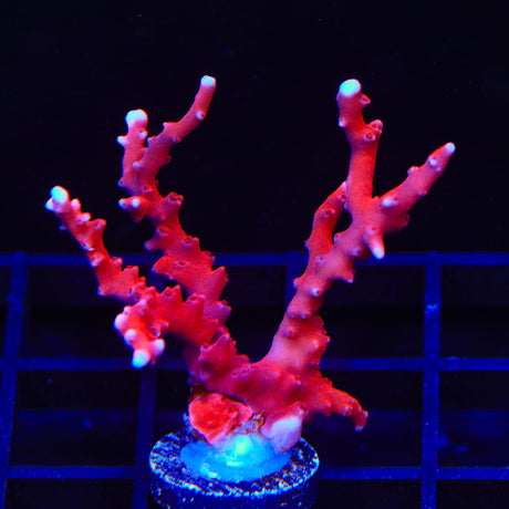 JF TNT Anacropora XL Frag Coral