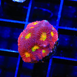 JF Toro Bravo Favia Coral