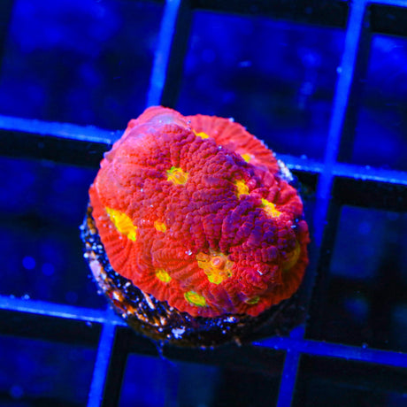 JF Toro Bravo Favia Coral