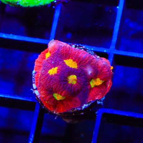 JF Toro Bravo Favia Coral