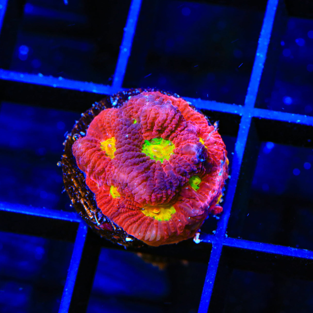 JF Toro Bravo Favia Coral