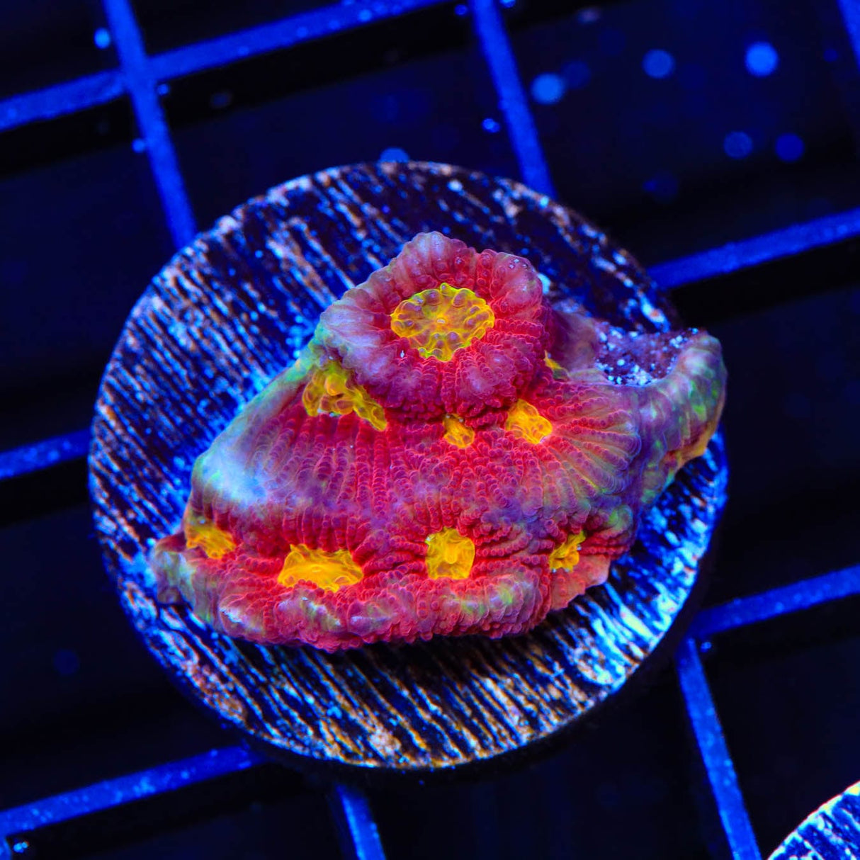 JF Toro Bravo Favia Coral