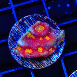 JF Toro Bravo Favia Coral