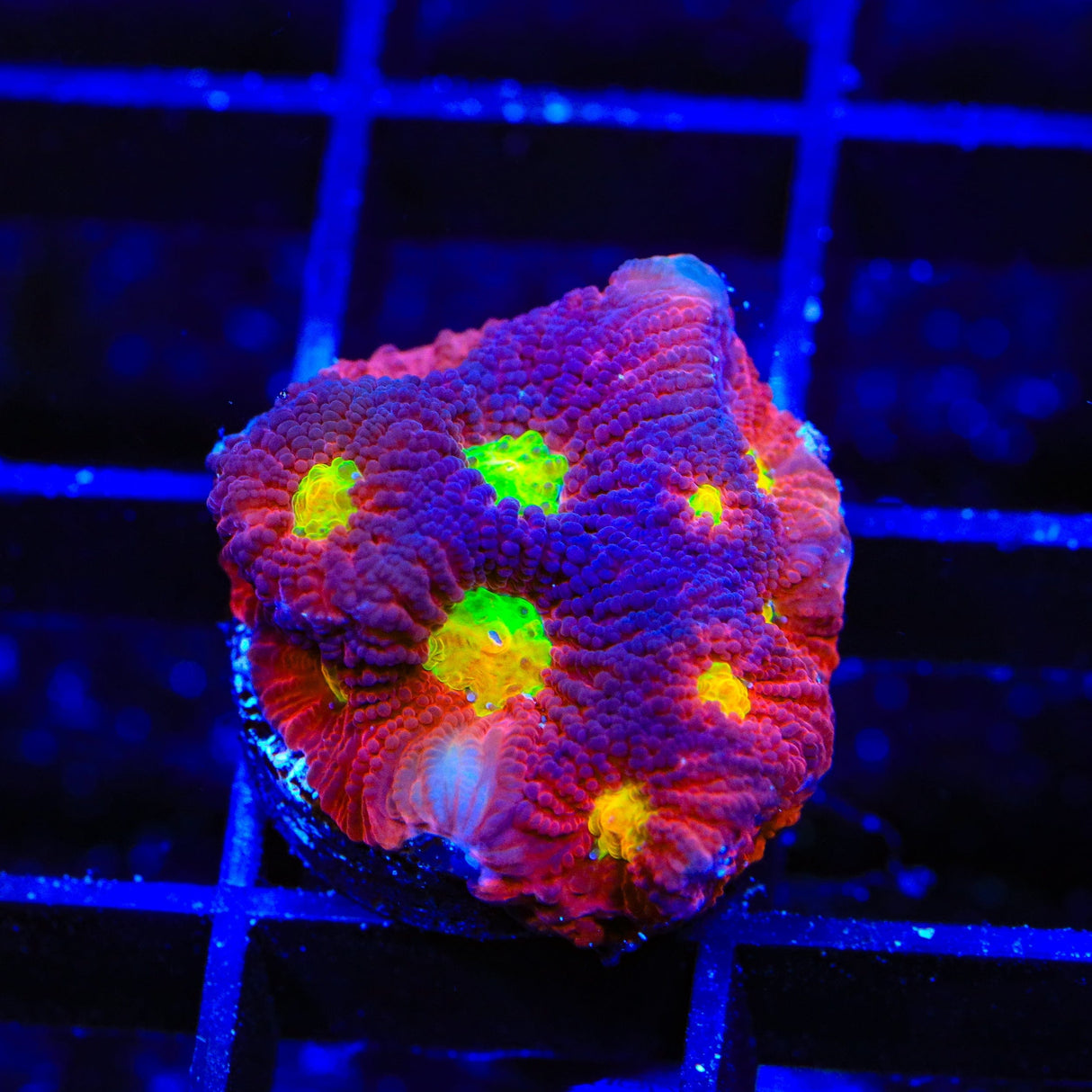 JF Toro Bravo Favia Coral