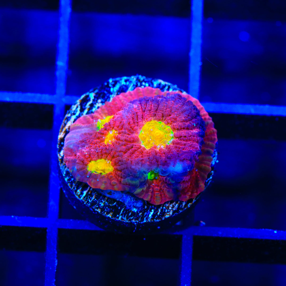 JF Toro Bravo Favia Coral