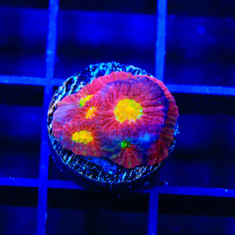 JF Toro Bravo Favia Coral