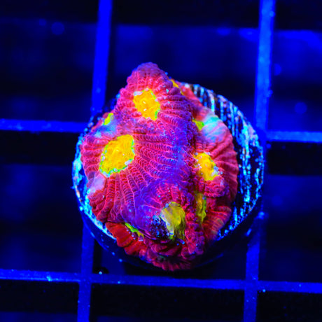 JF Toro Bravo Favia Coral