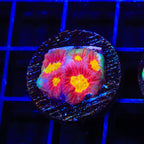 JF Toro Bravo Favia Coral