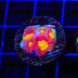 JF Toro Bravo Favia Coral