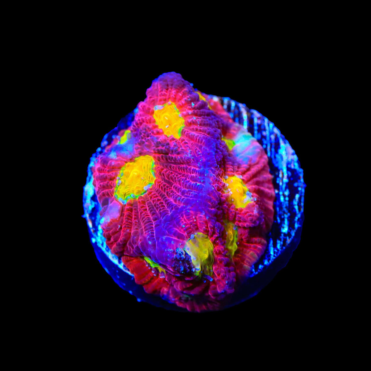 JF Toro Bravo Favia Coral