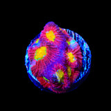 JF Toro Bravo Favia Coral