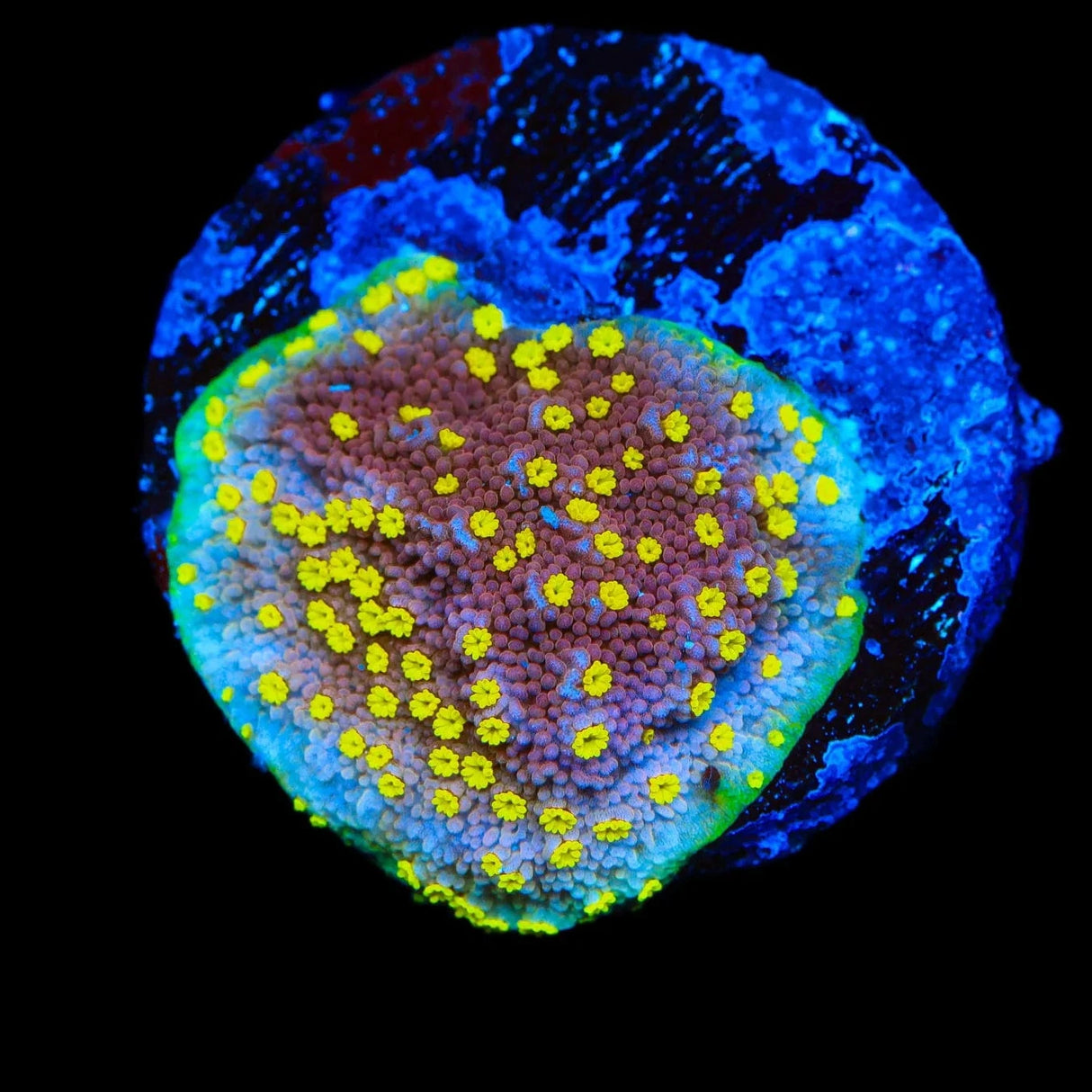 JF Yellow Fever Montipora Coral