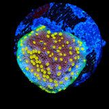 JF Yellow Fever Montipora Coral
