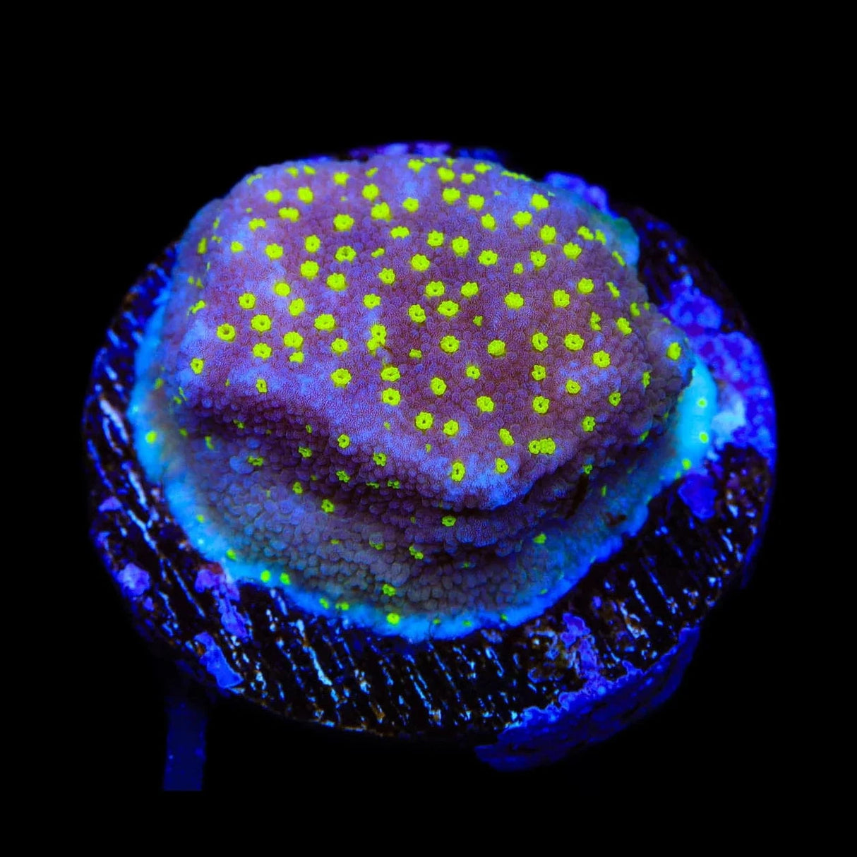 JF Yellow Fever Montipora Coral