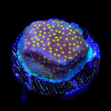 JF Yellow Fever Montipora Coral