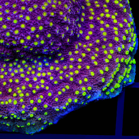 JF Yellow Fever Montipora Coral