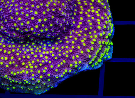 JF Yellow Fever Montipora Coral