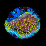 JF Yellow Fever Montipora Coral
