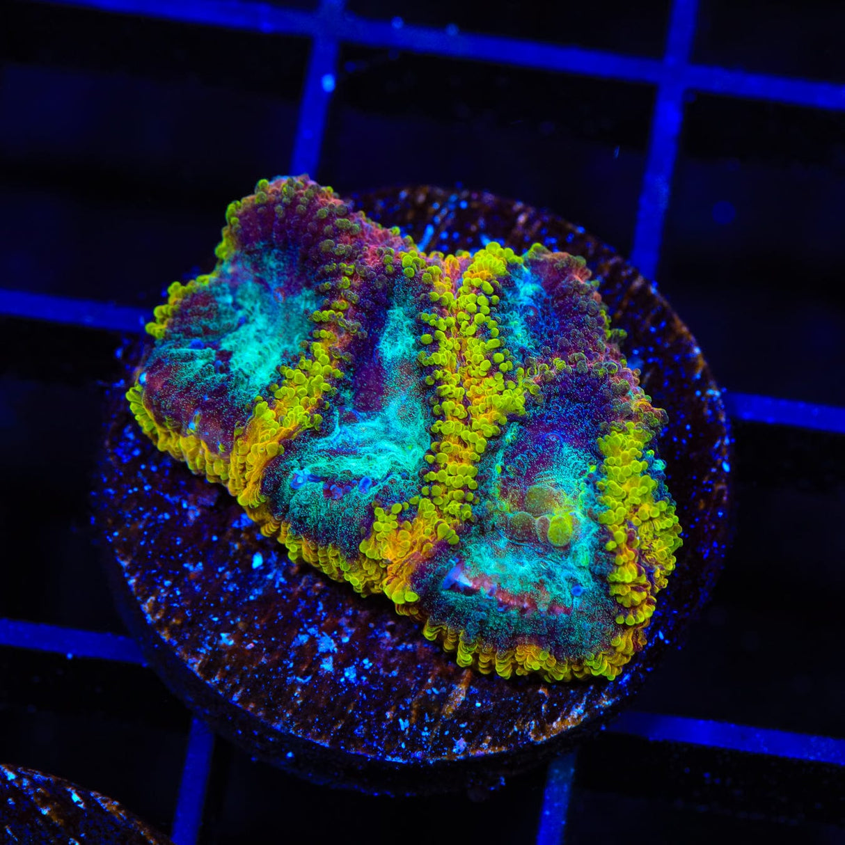 JF Yellow Submarine Favia Coral