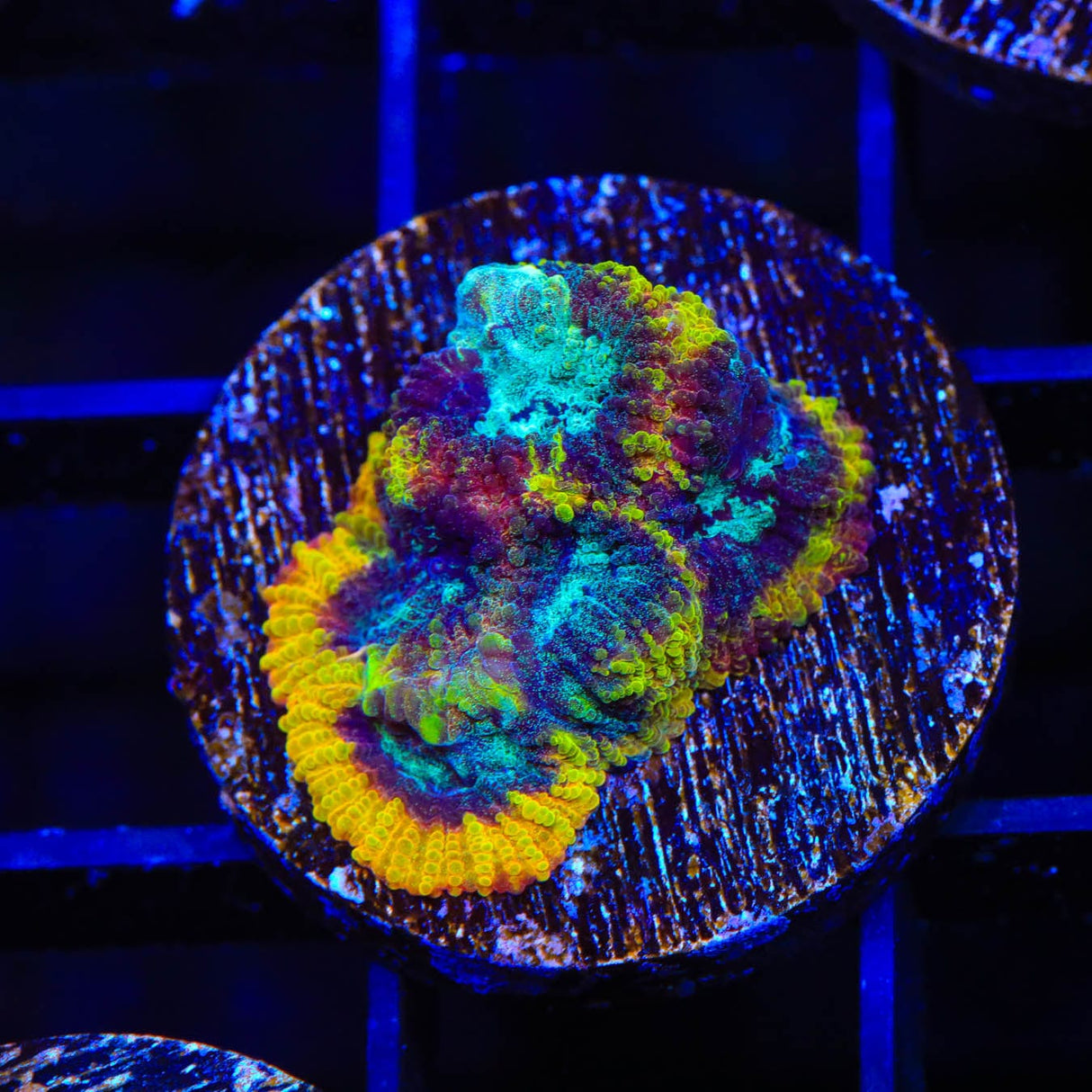 JF Yellow Submarine Favia Coral
