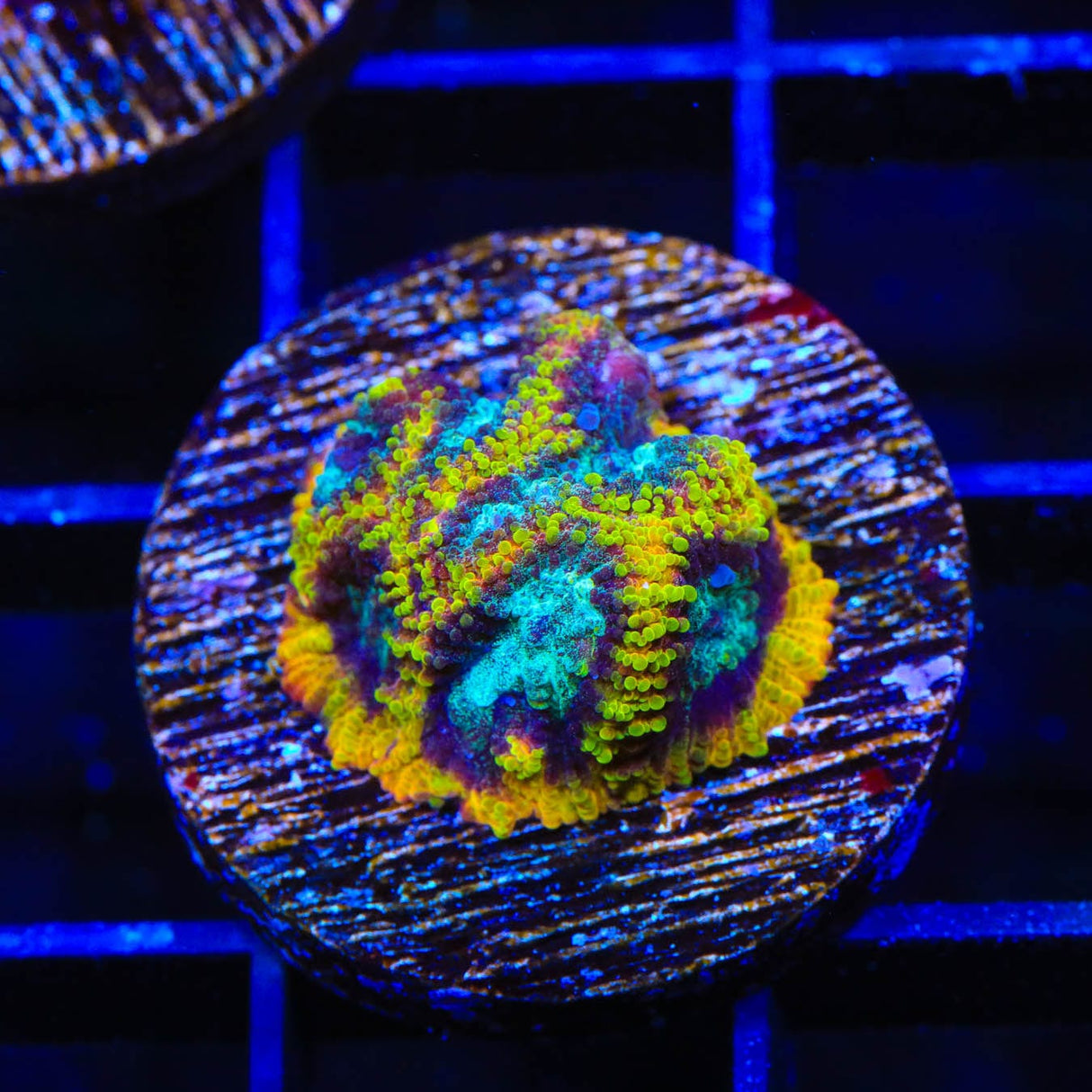 JF Yellow Submarine Favia Coral