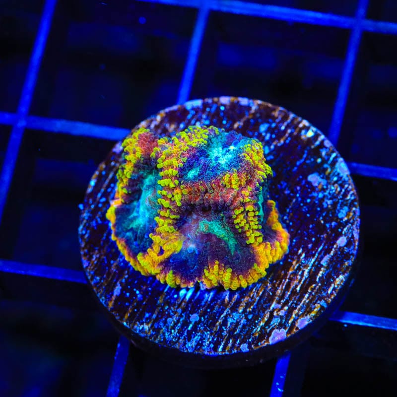 JF Yellow Submarine Favia Coral