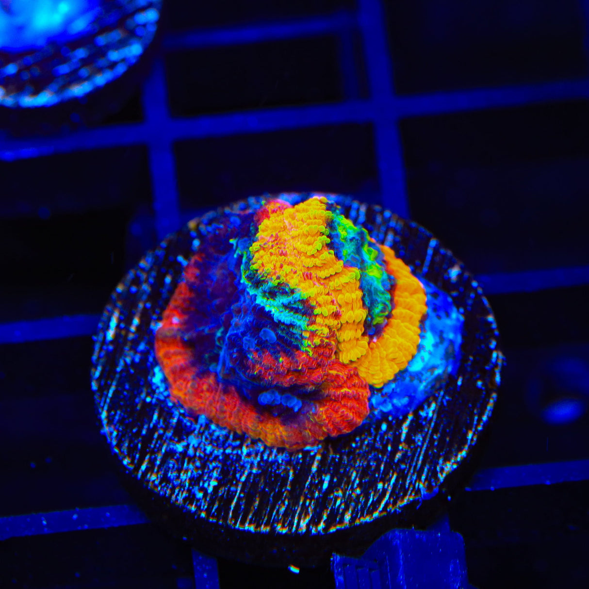JF Yellow Submarine Favia Coral