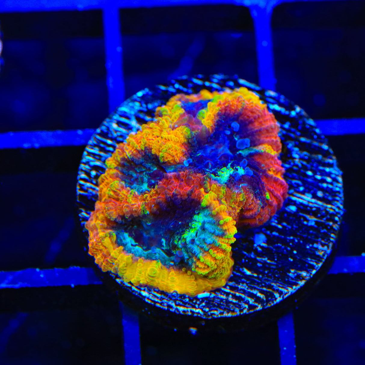 JF Yellow Submarine Favia Coral