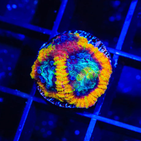 JF Yellow Submarine Favia Coral