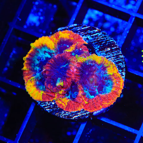 JF Yellow Submarine Favia Coral
