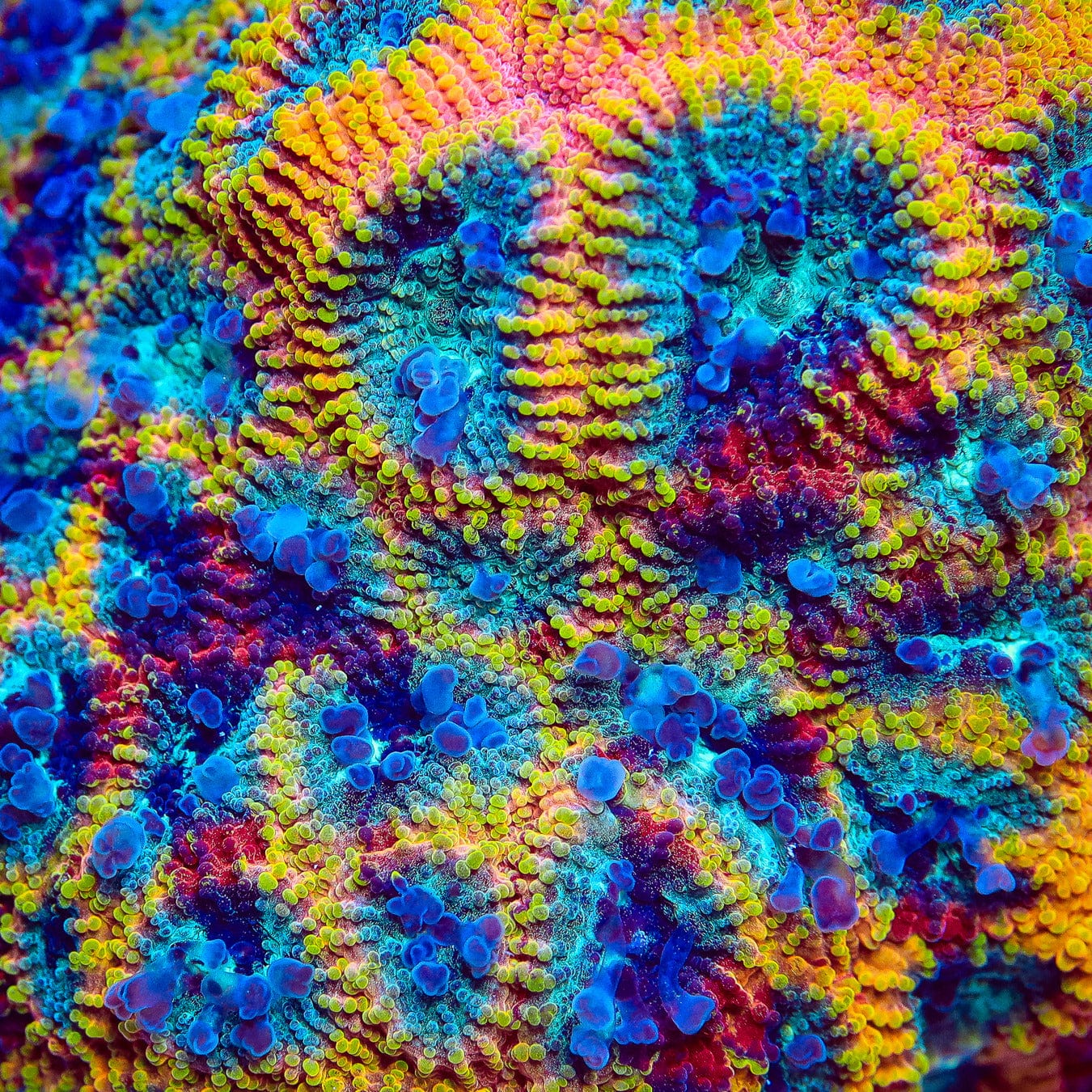 JF Yellow Submarine Favia Coral