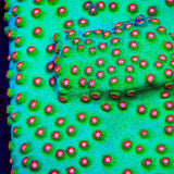 Jingle Bells Cyphastrea Coral