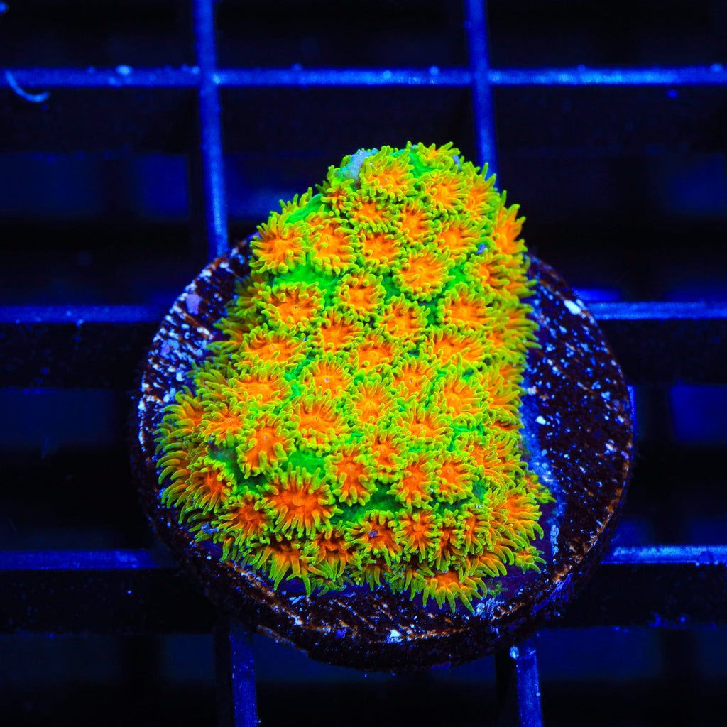 John Deere Leptastrea Coral