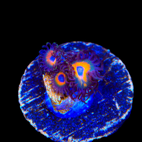 Johnny Pumpkin Seed Zoanthids Coral